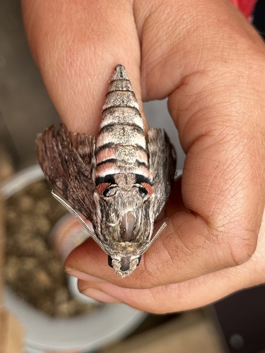 Convolvulus Hawkmoth