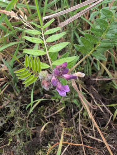 Bush Vetch