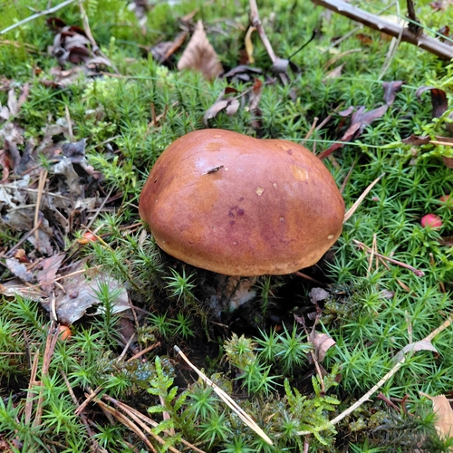 Bay Bolete