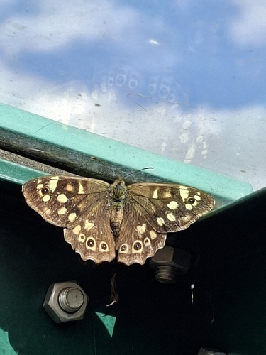 Speckled Wood