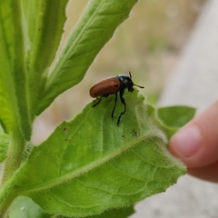 Labidostomis
