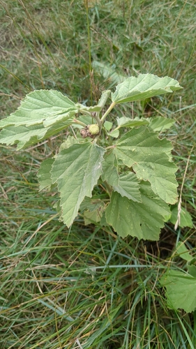 marsh mallow