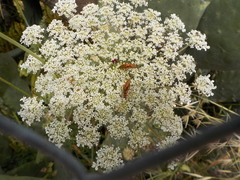 Rhagonycha nigritarsis