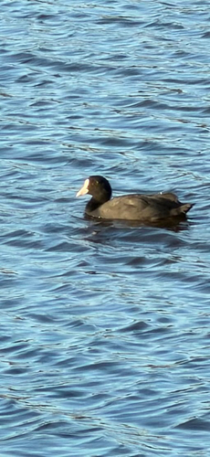 Eurasian Coot