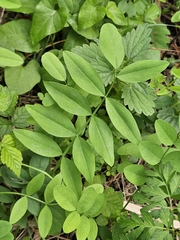 Galega officinalis, photograph (c) Xavier JAPIOT, some rights reserved (CC BY)