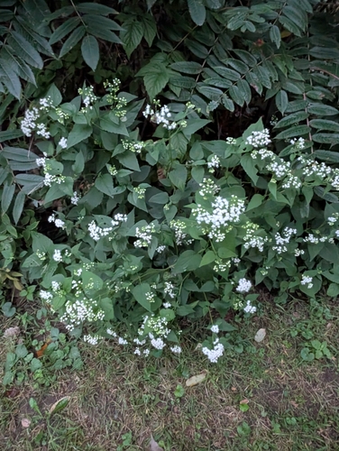 white snakeroot
