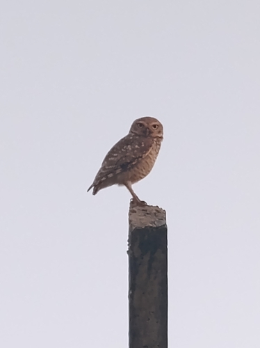 Burrowing Owl