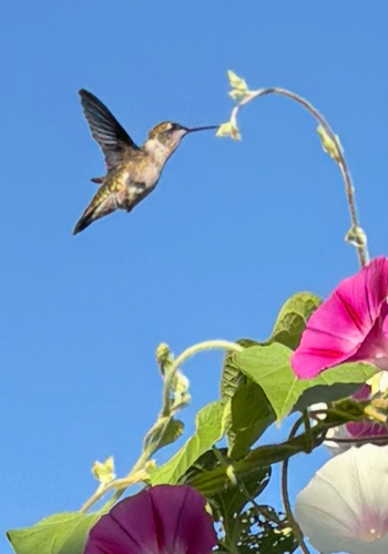 Ruby-throated Hummingbird