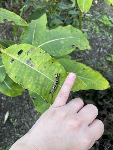Monarch