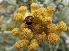 Deraeocoris schach