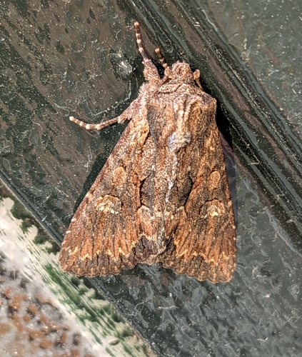 Bedrule Brocade