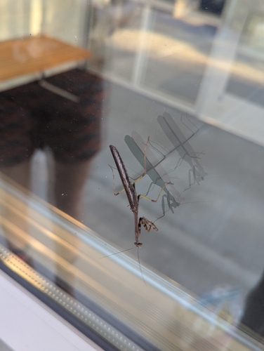 Carolina Mantis