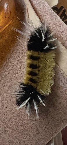 Spotted Tussock Moth