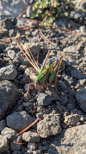 Wart-biter