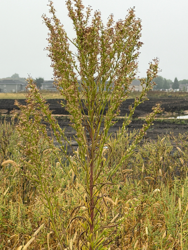 horseweed