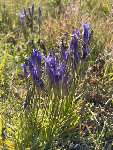 Gentianopsis detonsa observed 2026-08-11