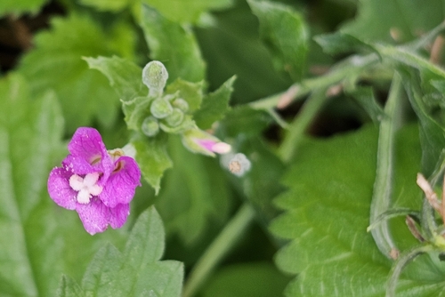 Great Willowherb