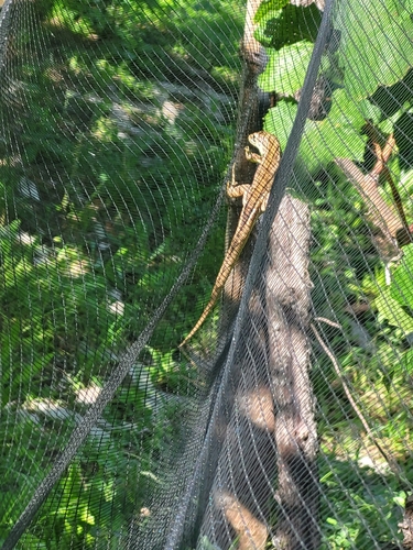 Central European Green Lizard
