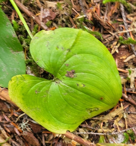 Western Lily of the Valley