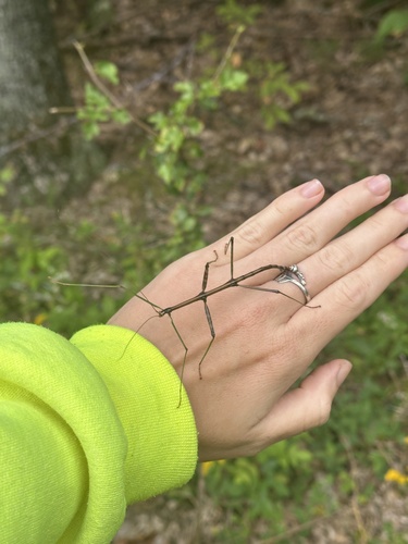 Northern Walkingstick