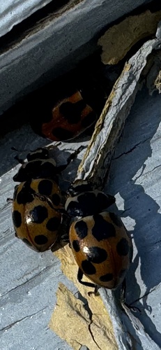 Notated Lady Beetle