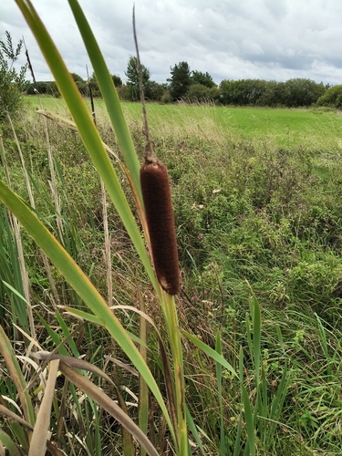 broadleaf cattail