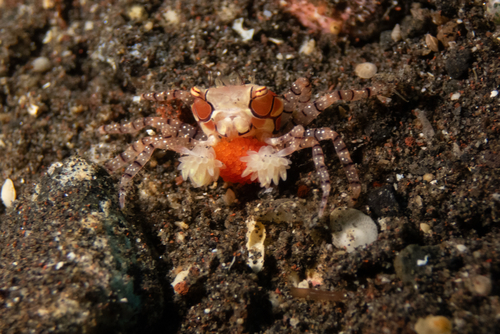 Lybia tessellata observed 2026-09-17