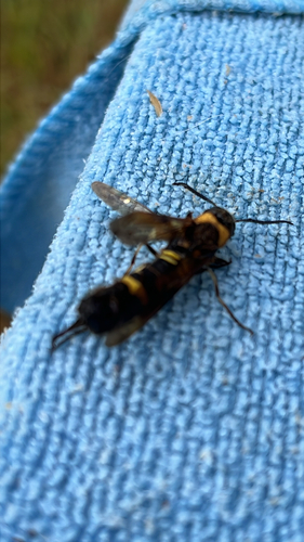 Asian Horntail