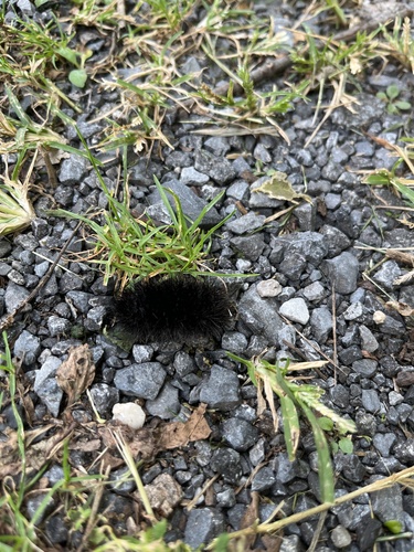 Giant Leopard Moth