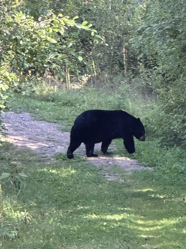 American Black Bear