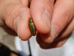 Lamprodila rutilans