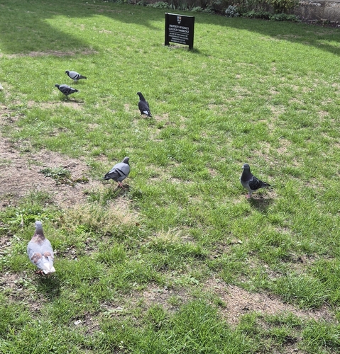 Feral Pigeon