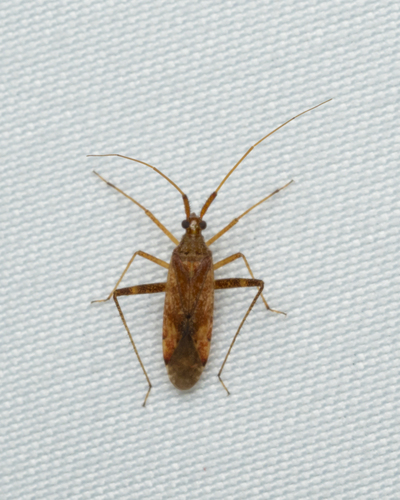 Phytocoris pallidicornis