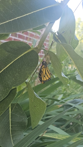 Monarch