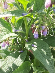 Symphytum officinale