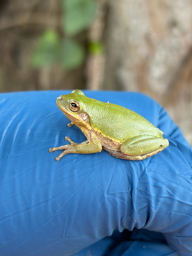 Squirrel Tree Frog