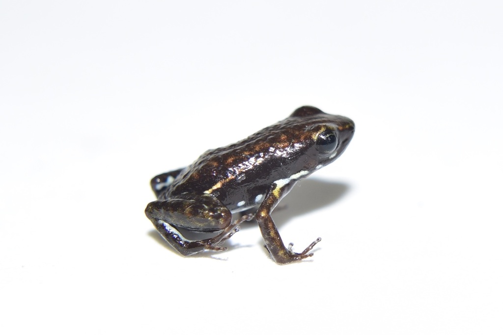 Turquoise-Bellied Poison-Arrow Frog