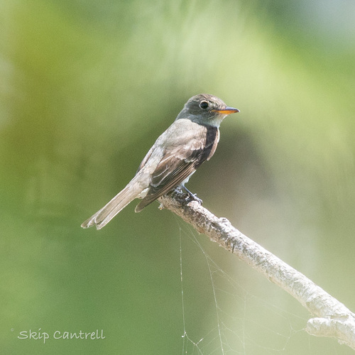 Eastern Wood-Pewee