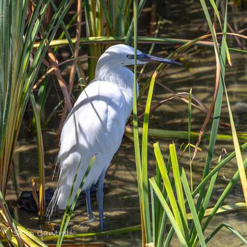 Reddish Egret