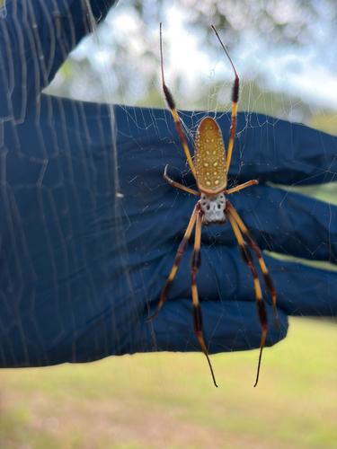 Golden Silk Spider