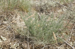Seseli pallasii