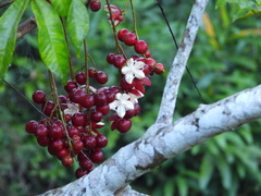 Cabralea canjerana