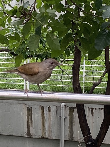 Pale-breasted Thrush