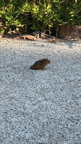 Eastern Chipmunk