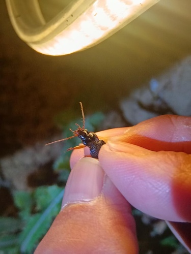 Nebria chinensis
