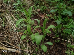 Bupleurum aureum