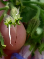 Symphytum officinale