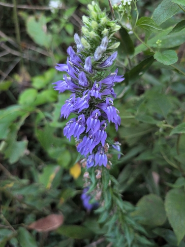great blue lobelia