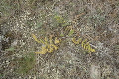 Palimbia rediviva
