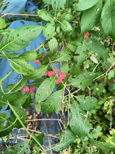 Spindle